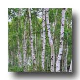 TreeLogoSymbolBirch