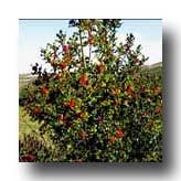 TreeLogoSymbolHolly.jpg